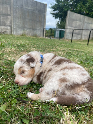 CHIOT COLLIER BLEU