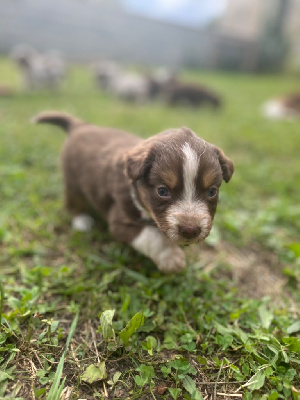 CHIOT COLLIER BORDEAU