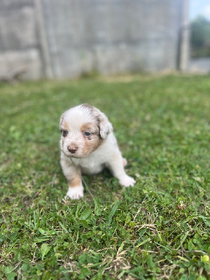 CHIOT COLLIER JAUNE