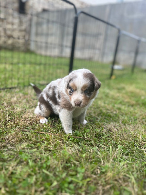 CHIOT COLLIER MARRON 