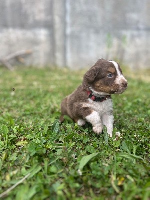 CHIOT COLLIER BORDEAU