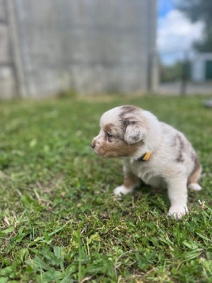 CHIOT COLLIER JAUNE