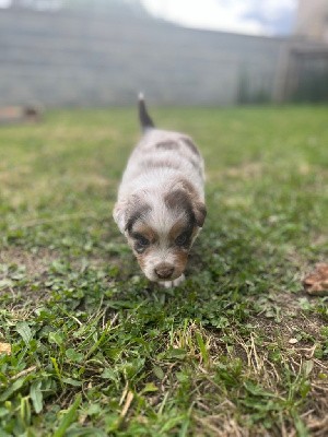 CHIOT COLLIER MARRON 