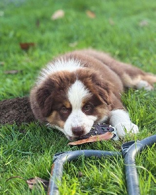 CHIOT COLLIER BLEU CLAIR